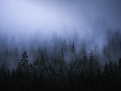 绿色的树木被雾覆盖

